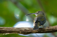 Pale spiderhunter (Arachnothera dilutior)