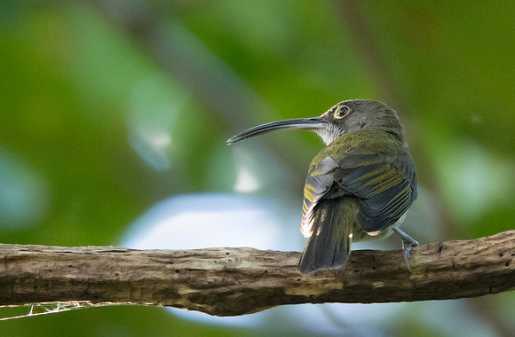 Pale spiderhunter (Arachnothera dilutior)