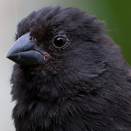 Small Ground Finch (Geospiza fuliginosa)