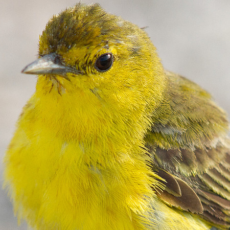 Yellow Warbler (Setophaga petechial)