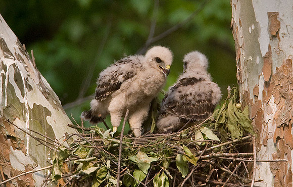 Red-shouldered Hawk (Buteo lineatus) juvenile