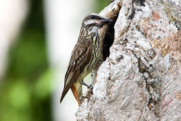 Sulphur-bellied Flycatcher (Myiodynastes luteiventris)