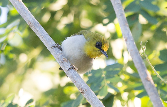 Black-ringed white-eye (Zosterops anomalus)