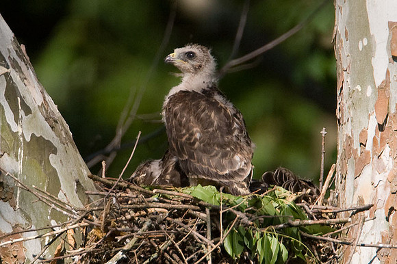 Red-shouldered Hawk (Buteo lineatus) juvenile