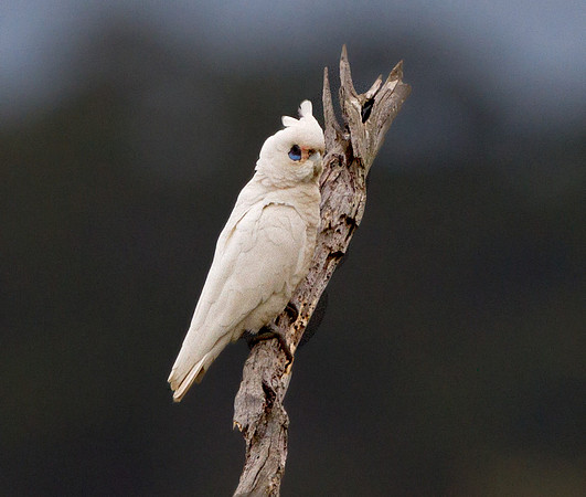 Little corella (Cacatua sanguinea)