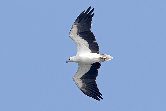 White-bellied sea eagle (Haliaeetus leucogaster)