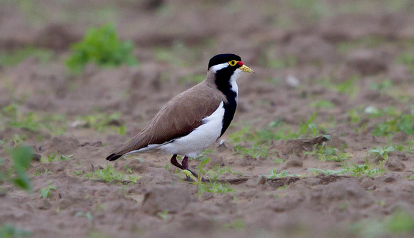 Banded Lapwing (Vanellus tricolor)