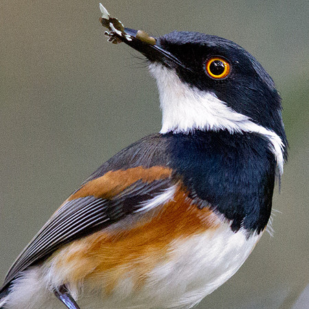 Cape Batis (Batis capensis) male