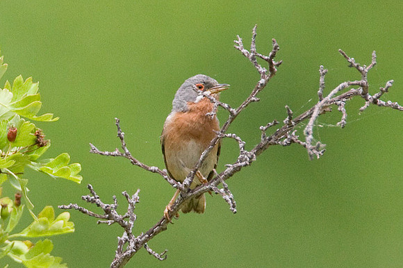 Ortolan (Emberiza hortulana) Male