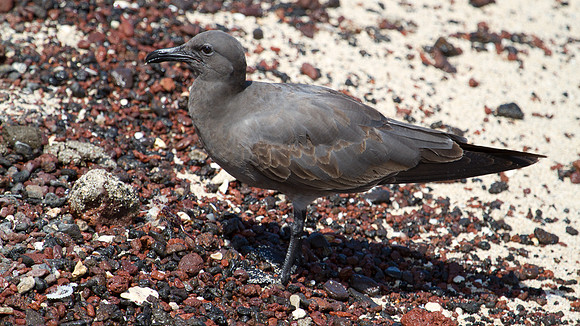 Lava Gull (Leucophaeus fuliginosus)