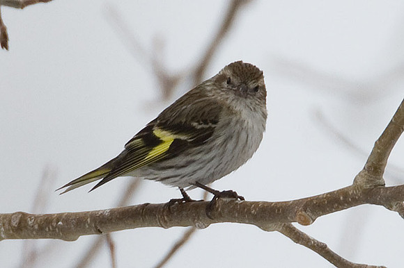 Pine Siskin (Carduelis pinus)