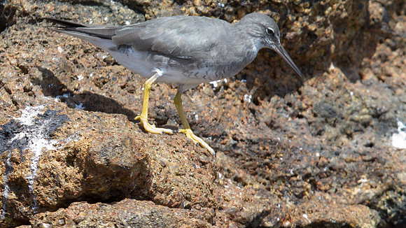 Wandering Tattler (Tringa incana)