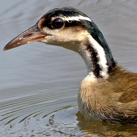 Sungrebe (Heliornis fulica)