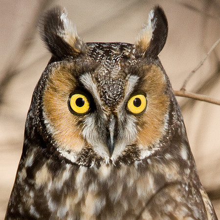 Long-eared Owl (Asio otus)