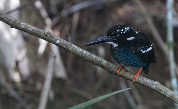 Southern silvery kingfisher (Ceyx argentatus)