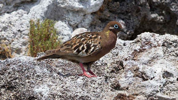Galápagos Dove (Zenaida galapagoensis) Endemic