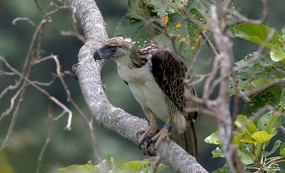 Philippine eagle (Pithecophaga jefferyi) Female