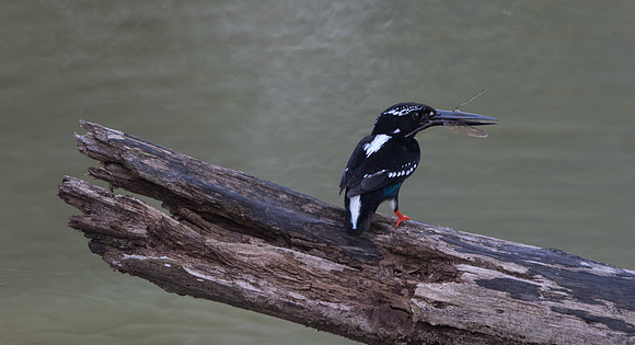 Southern silvery kingfisher (Ceyx argentatus)