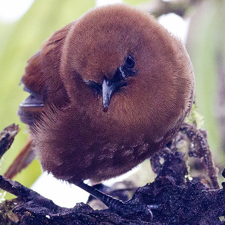 Rufous Wren (Cinnycerthia unirufa)