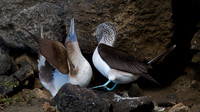 Blue-footed Booby (Sula nebouxii)