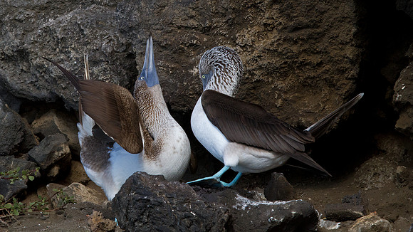Blue-footed Booby (Sula nebouxii)