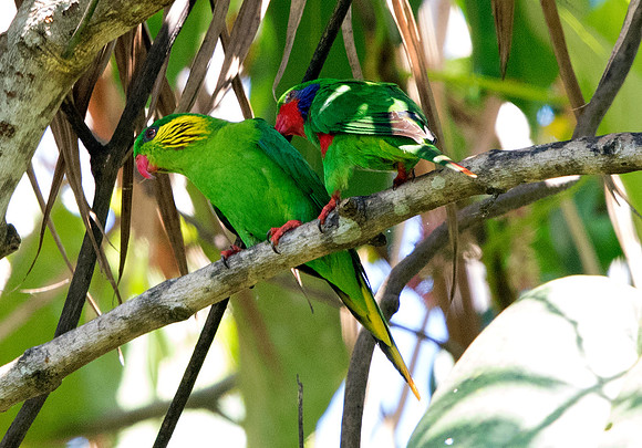 Red-flanked lorikeet (Charmosyna placentis) female (left) male (right)