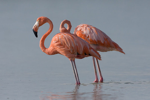 American Flamingo (Phoenicopterus ruber)