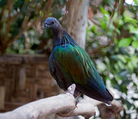 Nicobar pigeon (Caloenas nicobarica)
