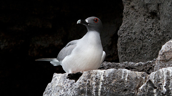 Swallow-tailed Gull (Creagrus furcatus)