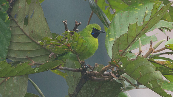 Lesser Green Leafbird (Chloropsis cyanopogon)