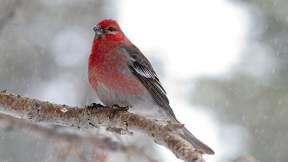 Pine Grosbeak (Pinicola enucleator); Male