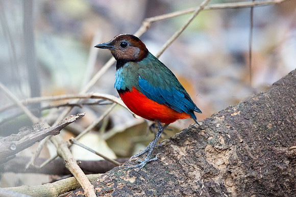 Sulawesi Pitta (Erythropitta celebensis) Male