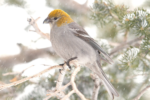 Pine Grosbeak (Pinicola enucleator); Female