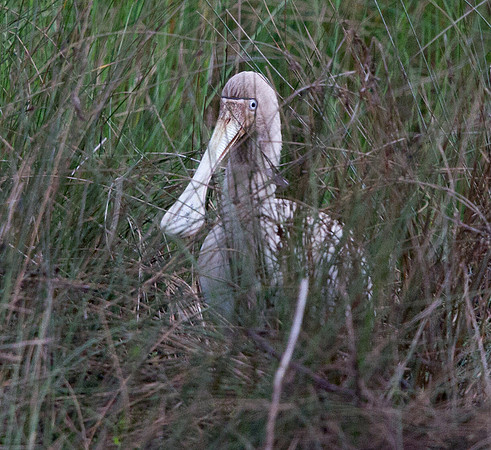 Yellow-billed spoonbill (Platalea flavipes)