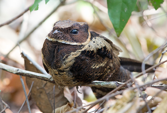 Great eared nightjar (Lyncornis macrotis)