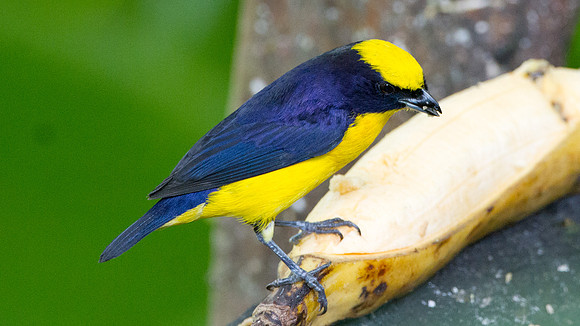 Thick-billed Euphonia (Euphonia laniirostris)