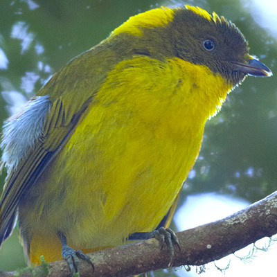 Golden bowerbird (Prionodura newtoniana) Male