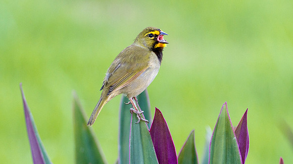 Yellow-faced Grassquit (Tiaris olivaceus) male