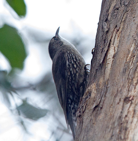 White-throated treecreeper (Cormobates leucophaea)