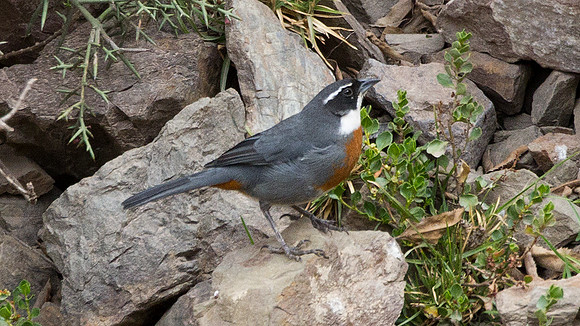 Chestnut-breasted Mountain-finch (Poospiza caesar)