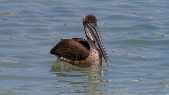 Brown Pelican (Pelecanus occidentalis)