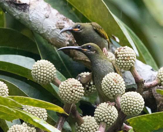 Naked-faced spiderhunter (Arachnothera clarae)