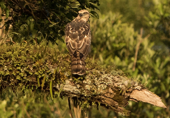 Philippine hawk-eagle (Nisaetus philippensis)