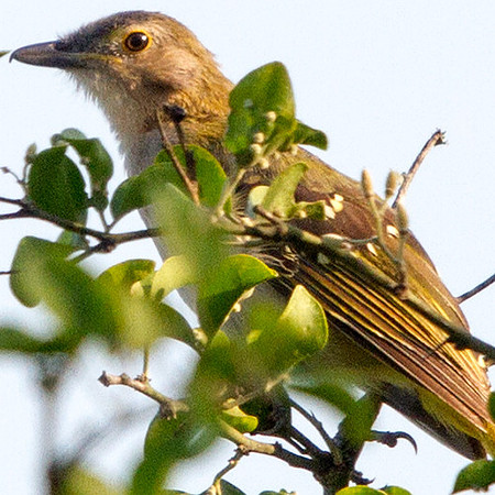 Eastern nicator (Nicator gularis)