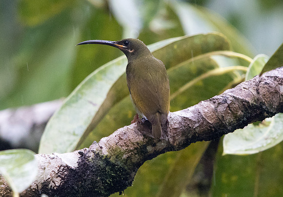 Naked-faced spiderhunter (Arachnothera clarae)