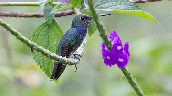 Sapphire-spangled Emerald (Amazilia lactea)
