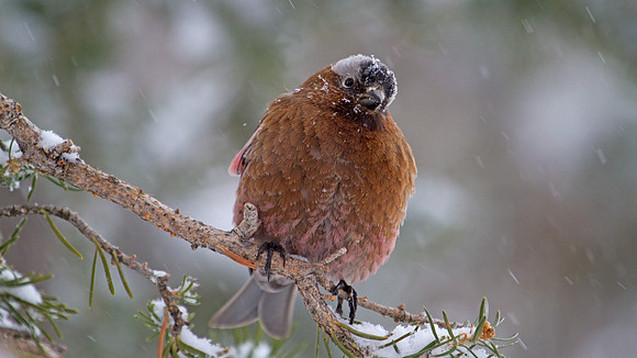 Gray-crowned Rosy-Finch (Leucosticte tephrocotis)