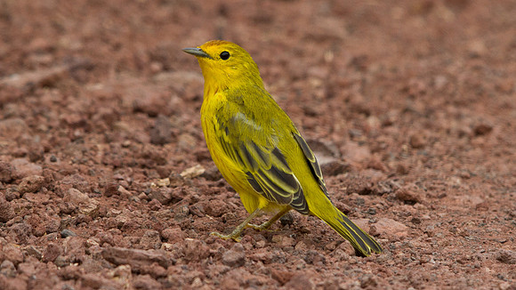 Yellow Warbler (Setophaga petechial)