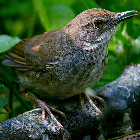 Javan bush warbler (Locustella montis)