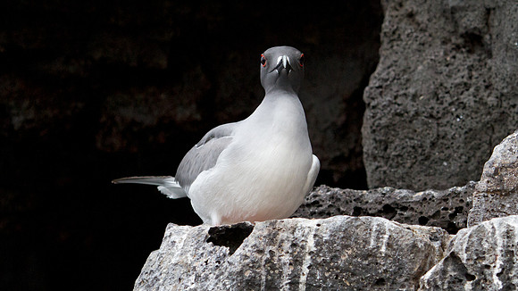 Swallow-tailed Gull (Creagrus furcatus)